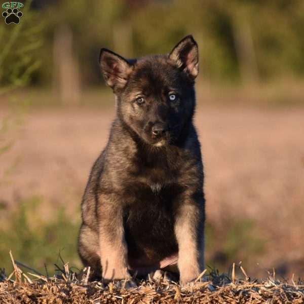 Bira, Shepsky Puppy